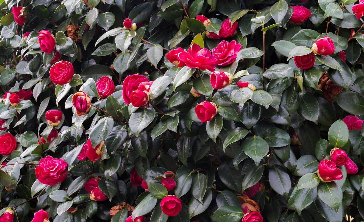 Red camellia blooms on a camellia shrubs