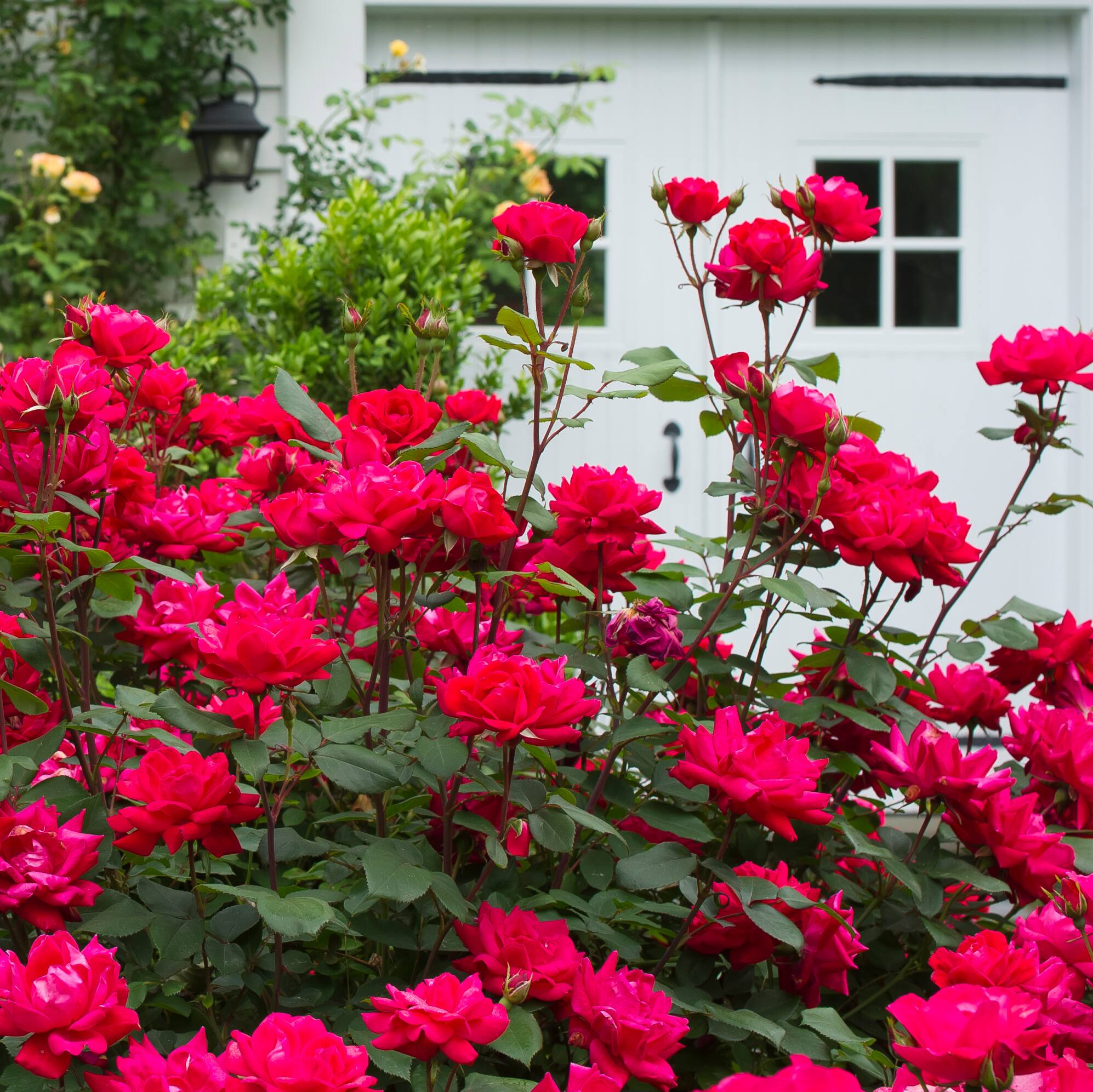 Rose Bushes