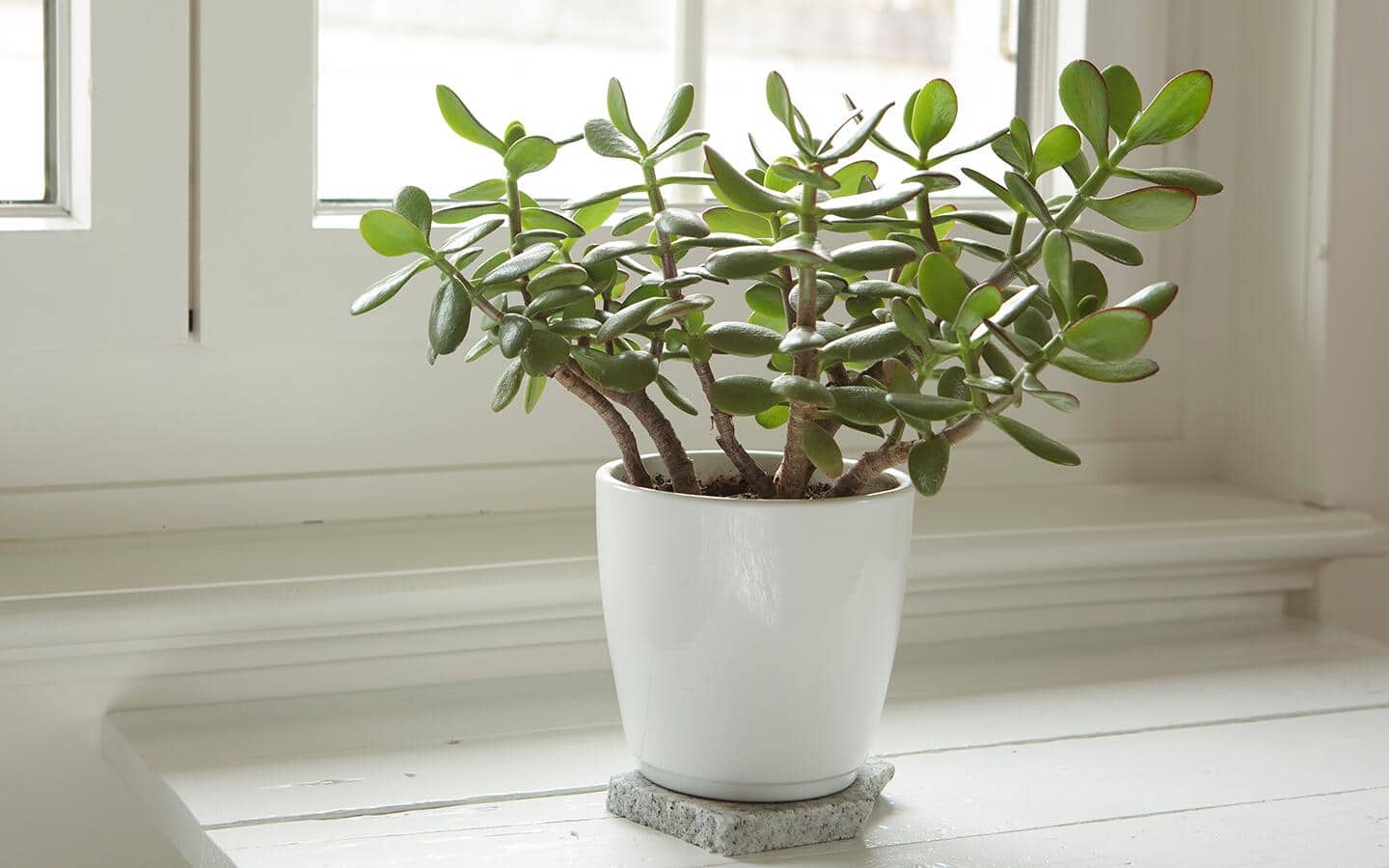 pearl plant succulent Hanging String of Pearls