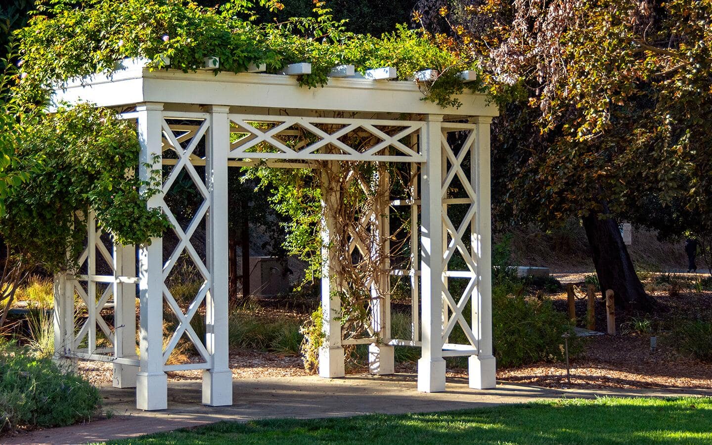 Vines grow on a white pergola in a backyard. Vines grow on a white pergola in a backyard.