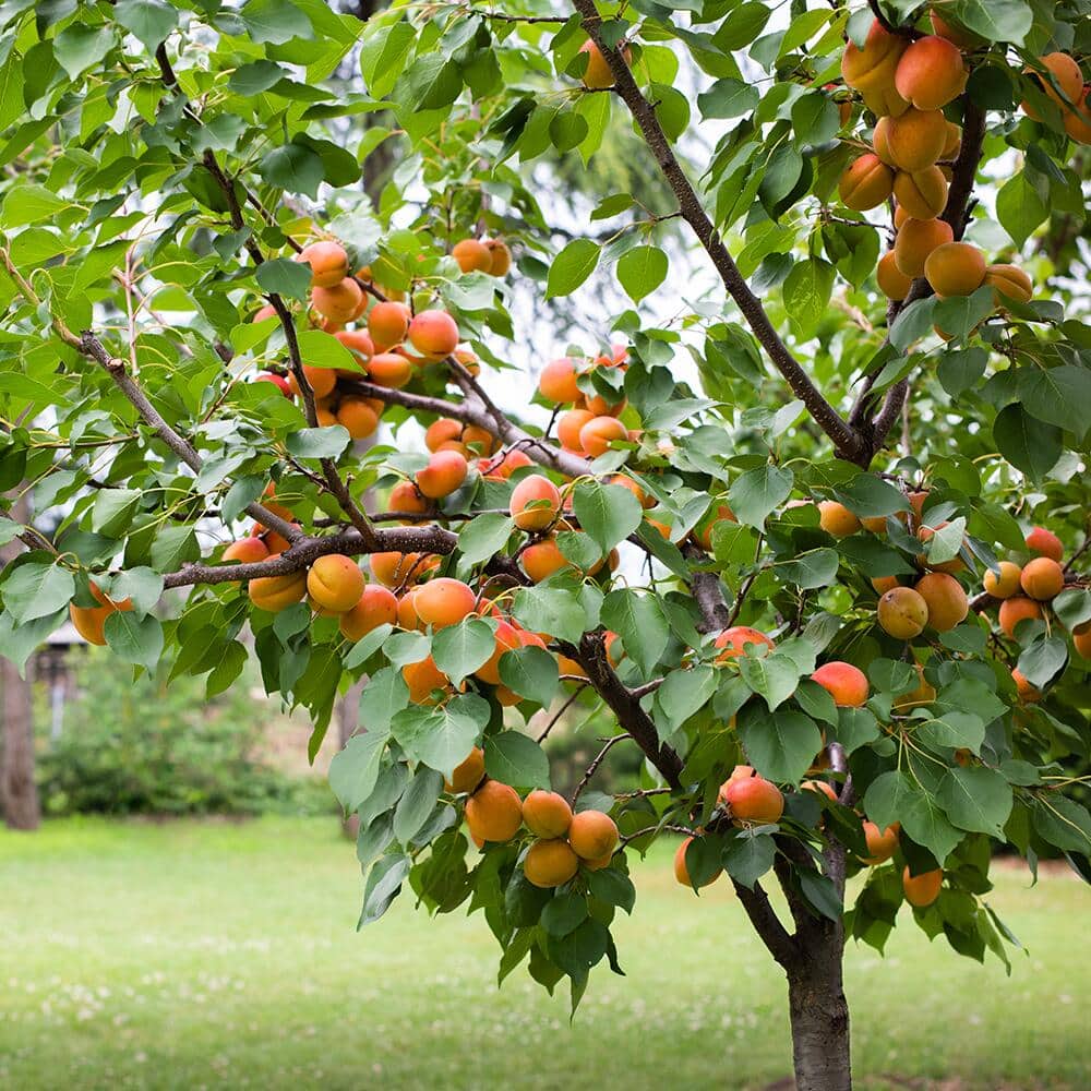 Citrus fruit growing on a tree in a garden
