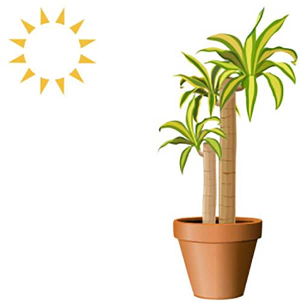 Image for Bright Light Plants