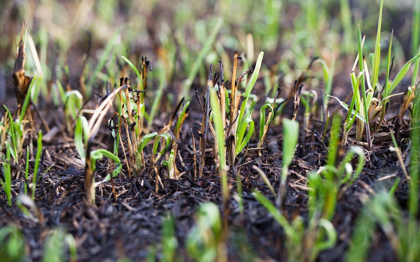 Grass growing out of burnt ground.