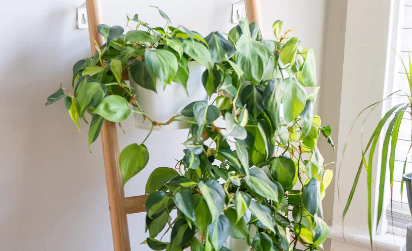 A philodendron in a planter on a vertical display A philodendron in a planter on a vertical display