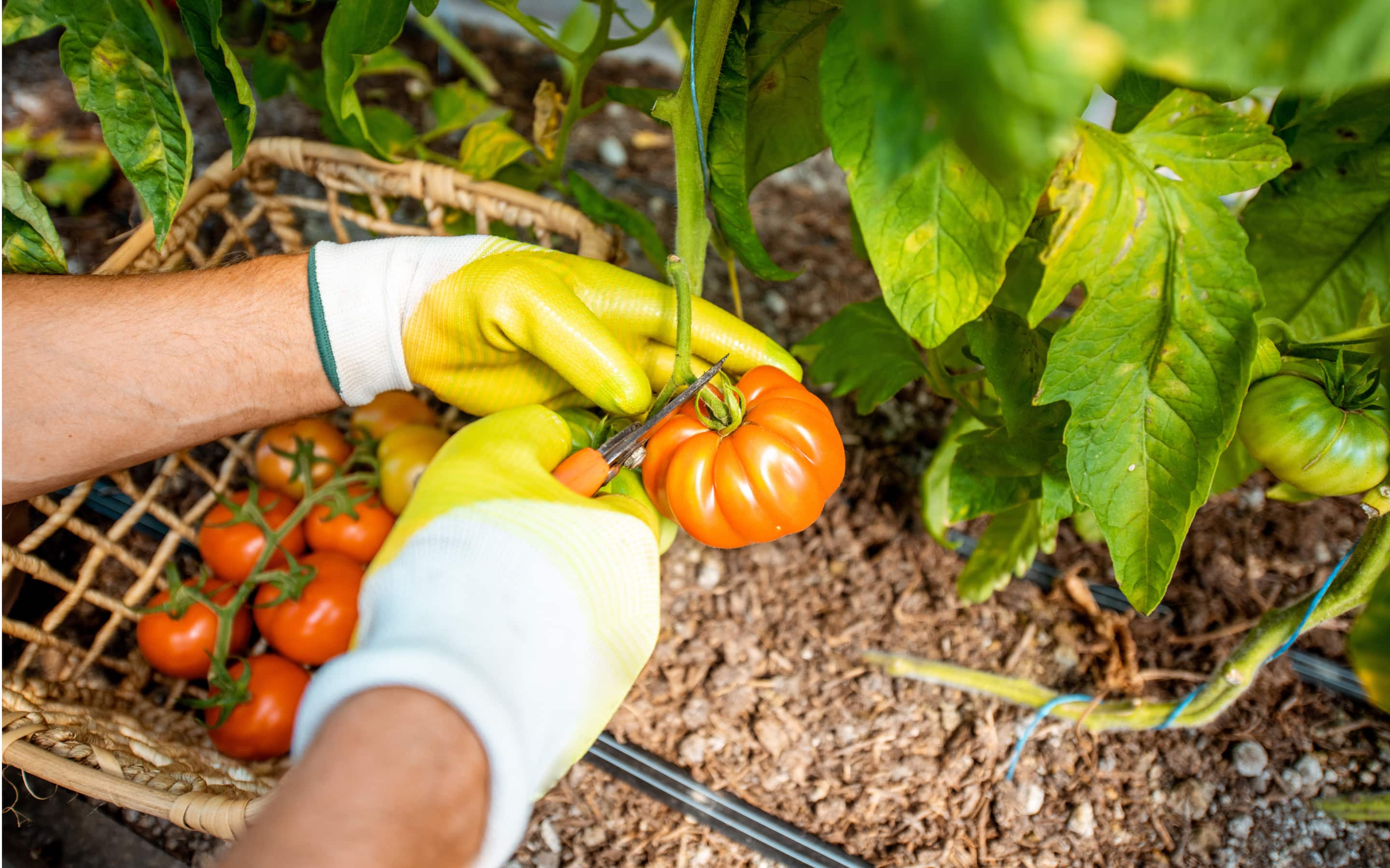 Gardener picking tomatoes in the garden