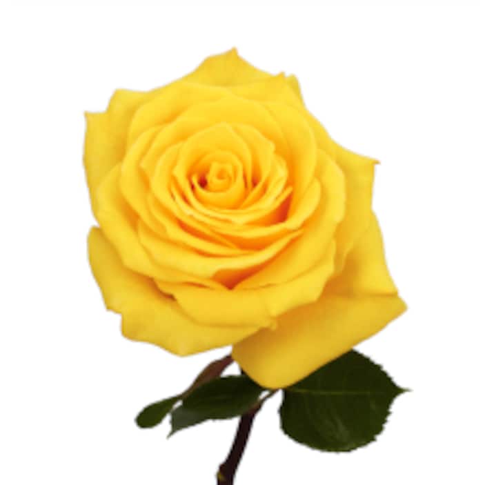 Yellow Roses