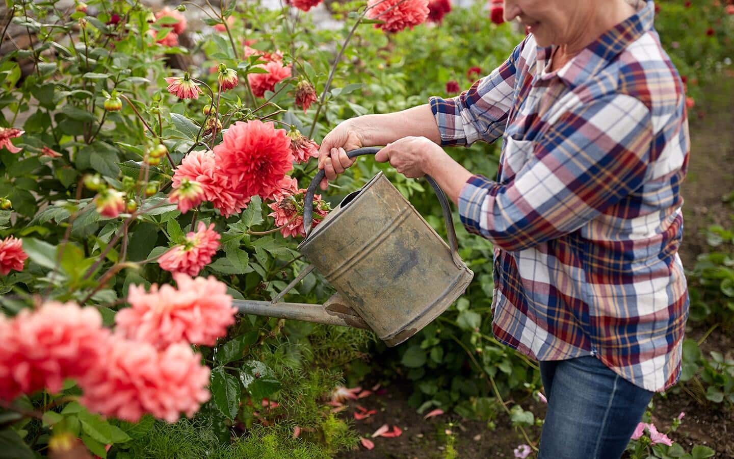 Gardener uses a watering can to water pink dahlias in a cut flower garden