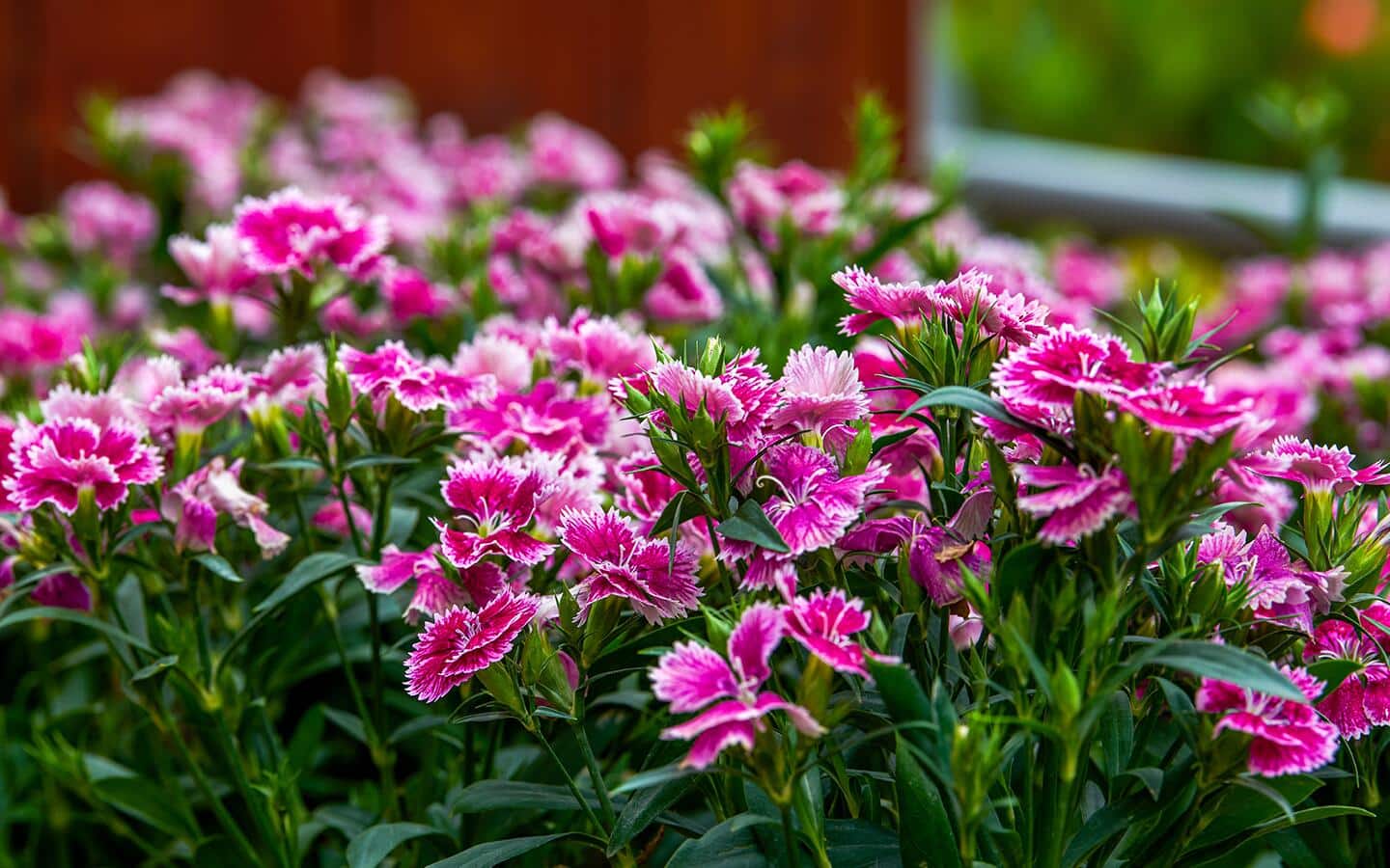 A bright cluster of Dianthus flowers or carnations filling a garden.