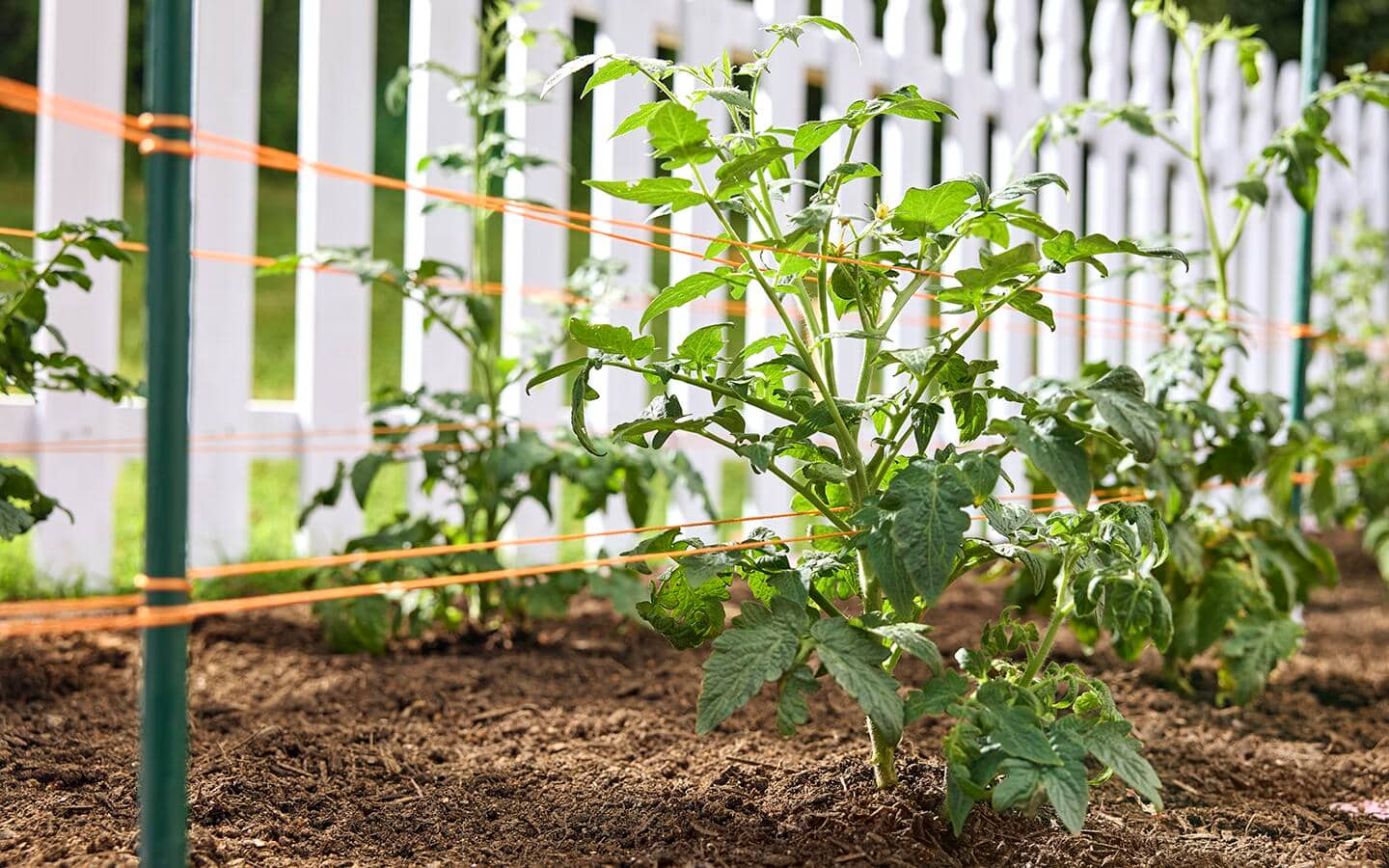Young tomato plants on a Florida weave trellis