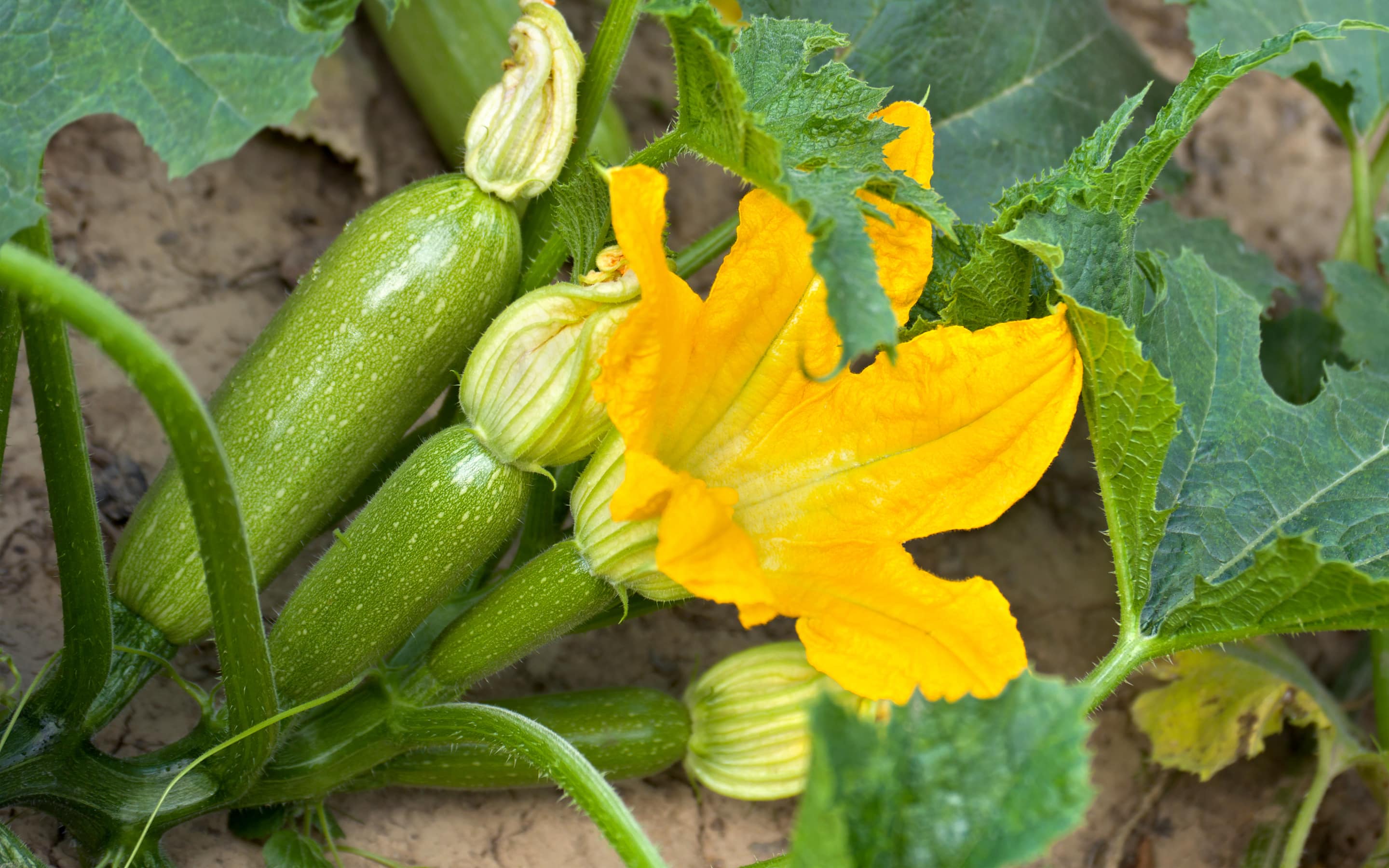 Zucchini blossoms and fruit in the garden