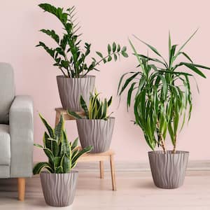 Image for Shop Large House Plants