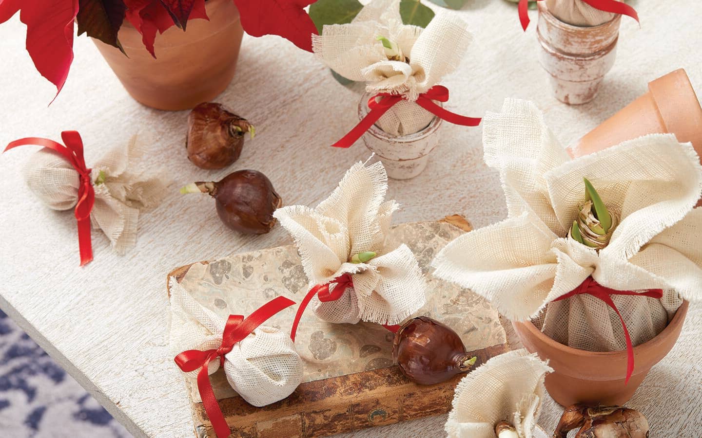 Bulbs wrapped in muslin and tied with red bows for holiday gifts. Bulbs wrapped in muslin and tied with red bows for holiday gifts.