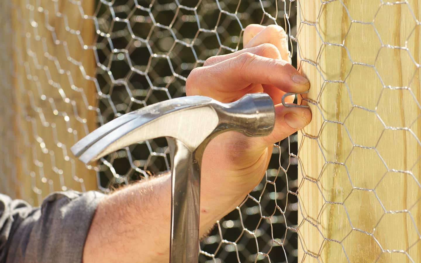 Chicken wire being attached to a wooden post with a hammer and staples. Chicken wire being attached to a wooden post with a hammer and staples.