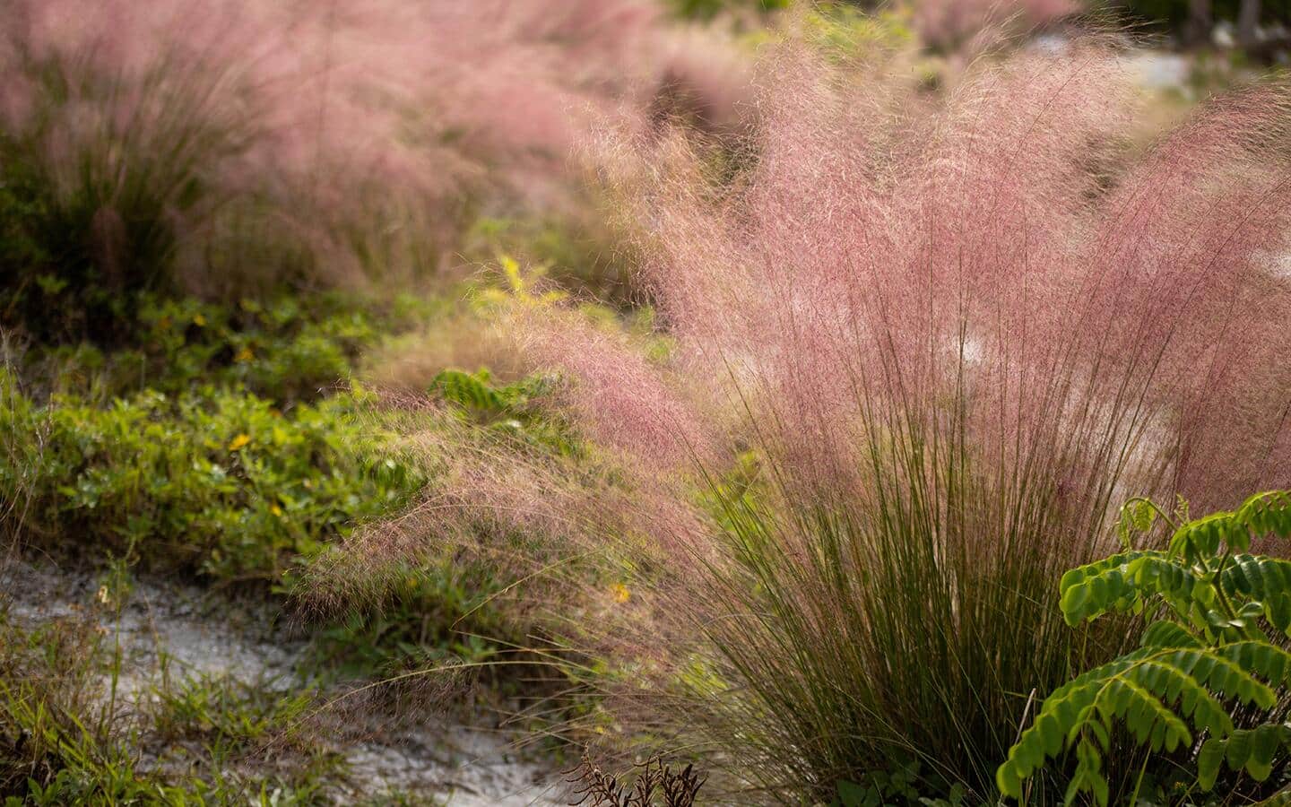 Plumes of pink Muhly grass in a garden bed Plumes of pink Muhly grass in a garden bed