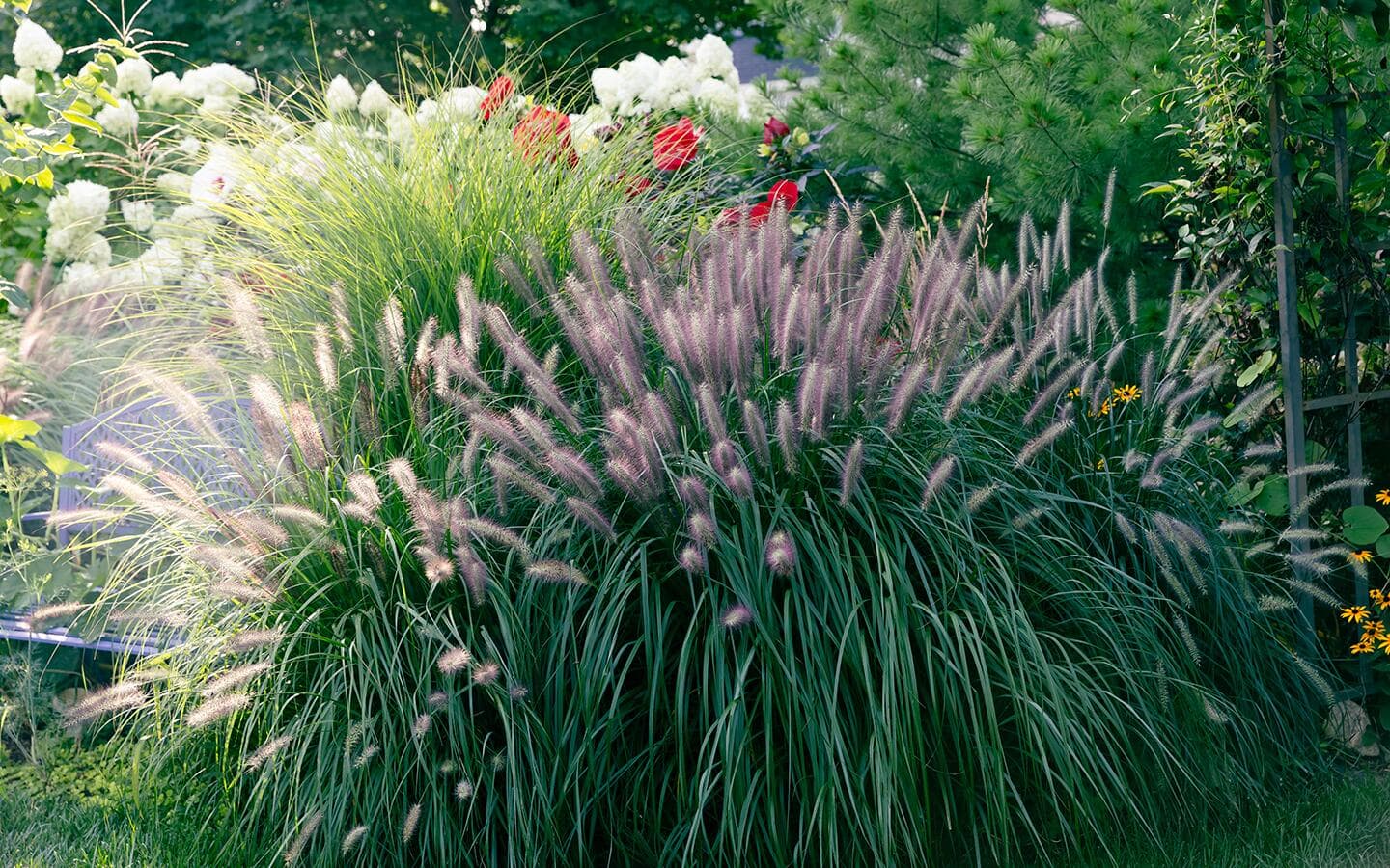 Little bunny grass growing in a clump in a sunny perennial garden Little bunny grass growing in a clump in a sunny perennial garden