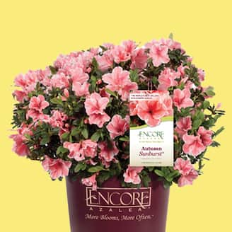 Select Online Outdoor Plants