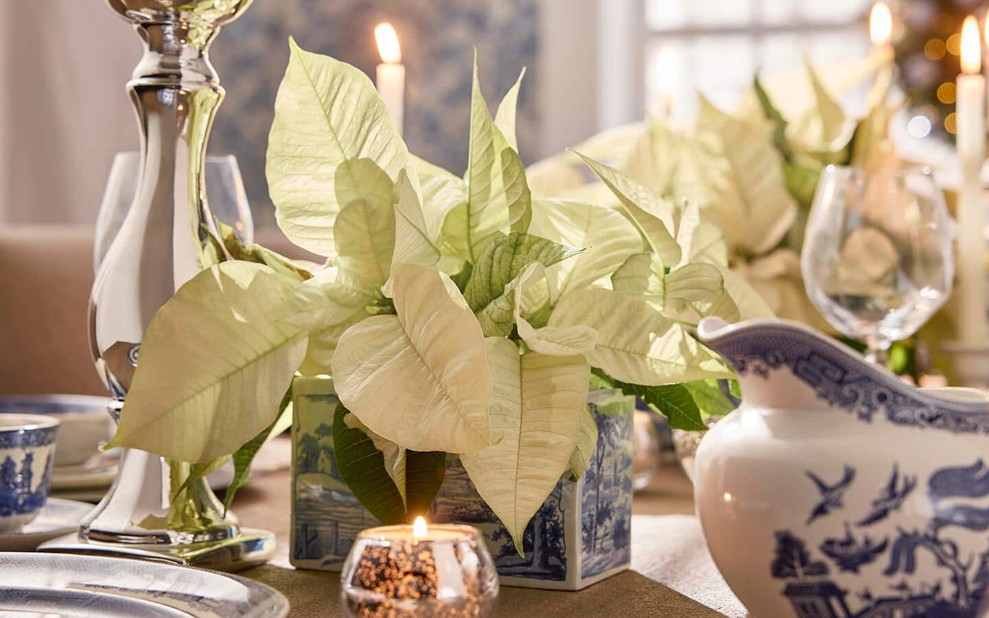 White poinsettias in a blue and white china vase on a table White poinsettias in a blue and white china vase on a table