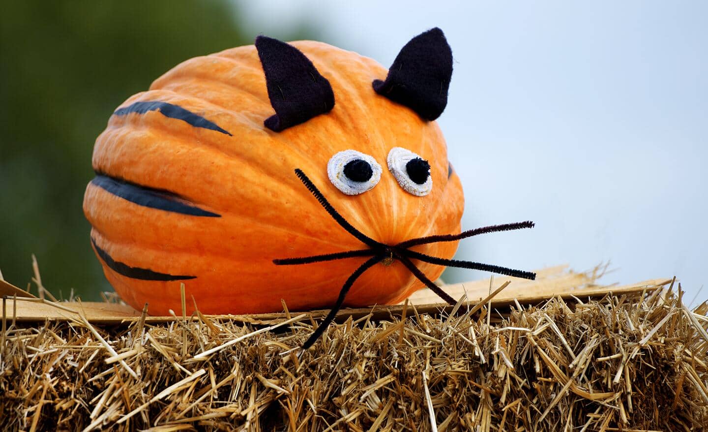 A small pumpkin decorated to look like a cute kitten.