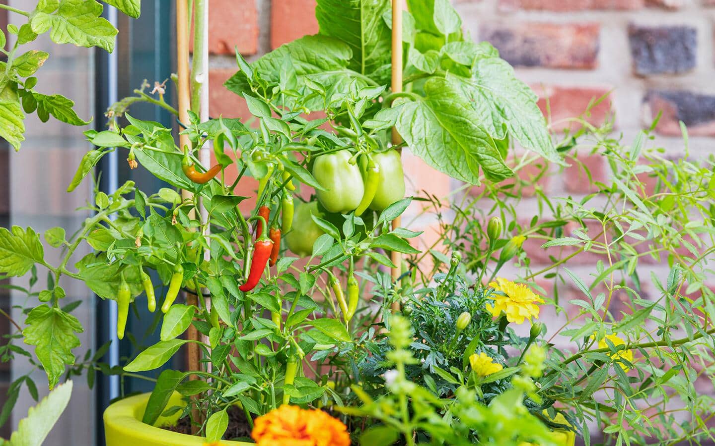 Peppers growing on a potted plant in a patio garden Peppers growing on a potted plant in a patio garden