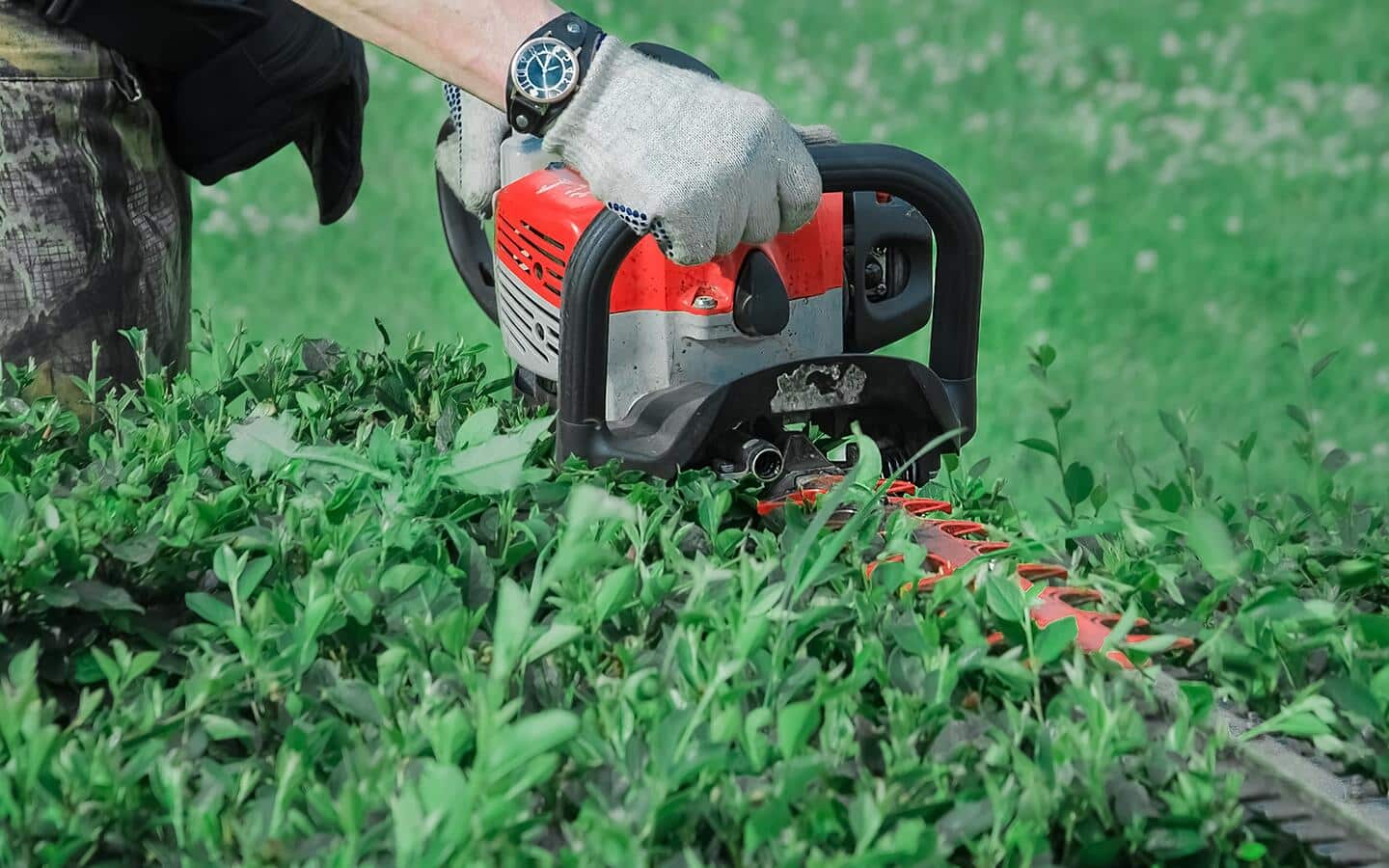 A person cutting a hedge with a battery-operated trimmer. A person cutting a hedge with a battery-operated trimmer.