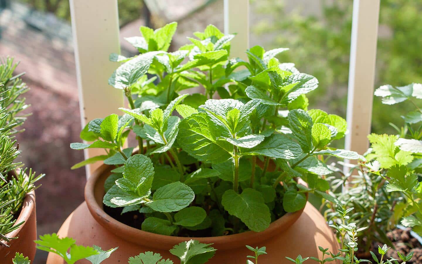 Herbs growing well in a terracotta container. Herbs growing well in a terracotta container.
