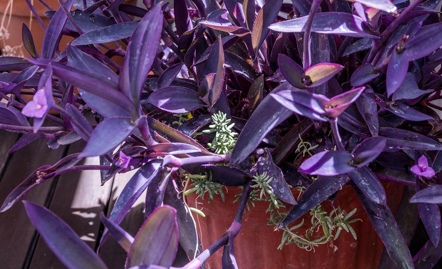 A vibrant purple heart vine growing indoors.