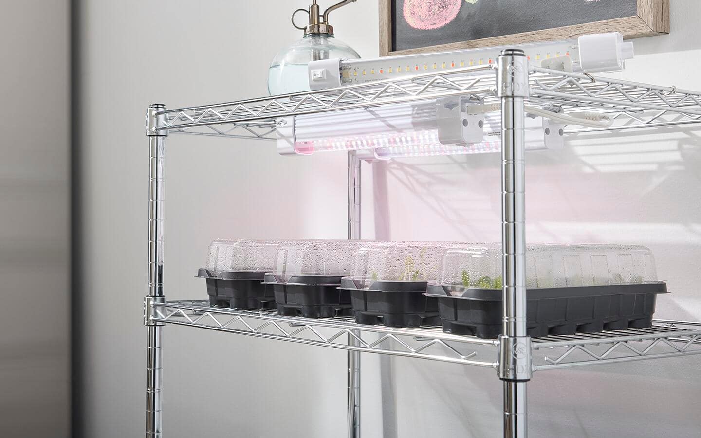 Grow lights suspended on a grow light rack with seed starting trays covered with humidity domes