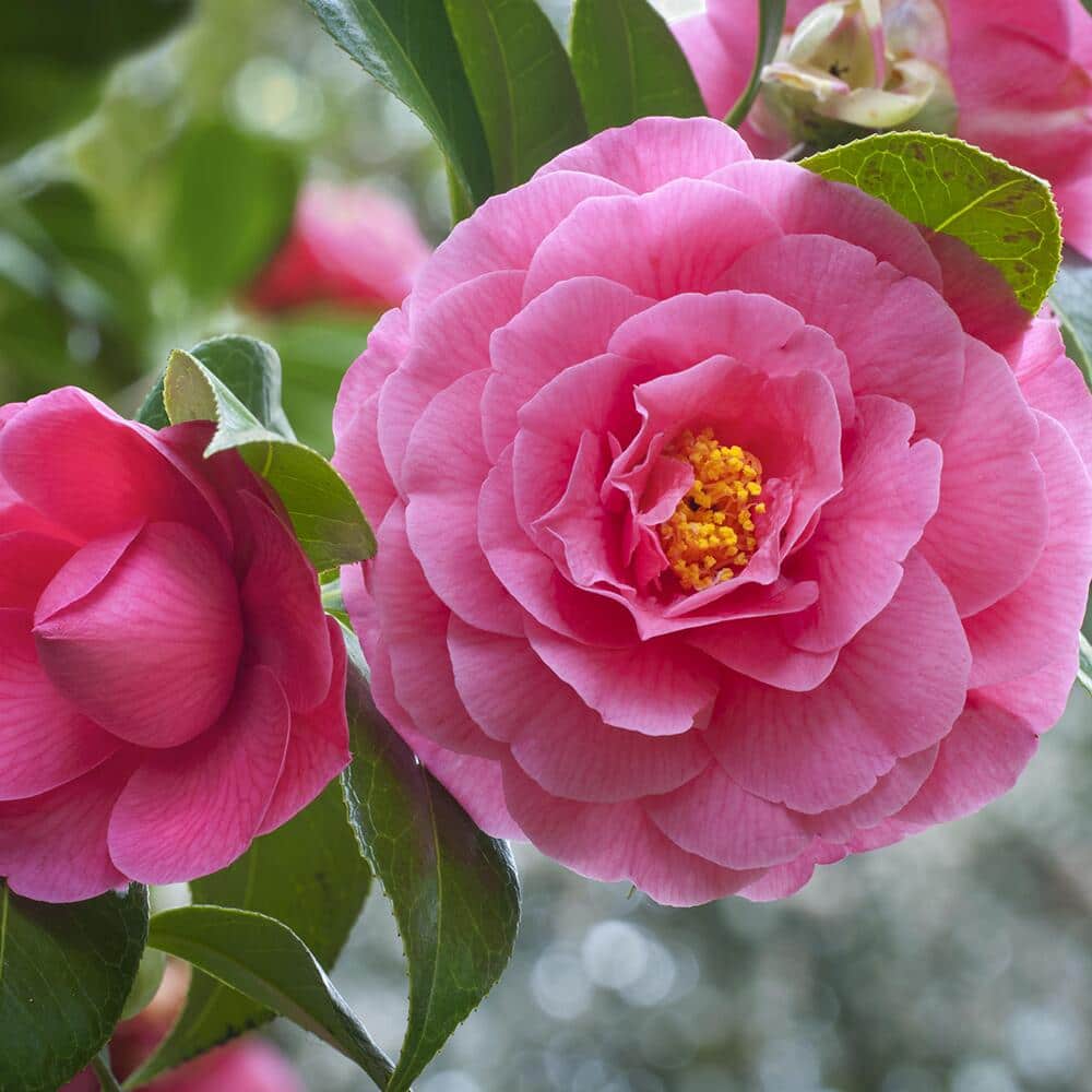 Pink camellia blooms on a shrub