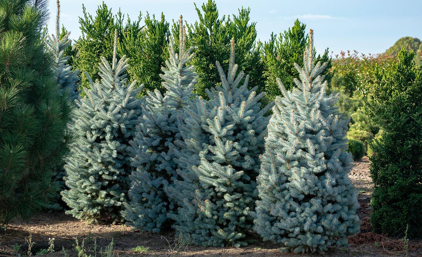 A group of Colorado blue spruce Christmas trees in a field.