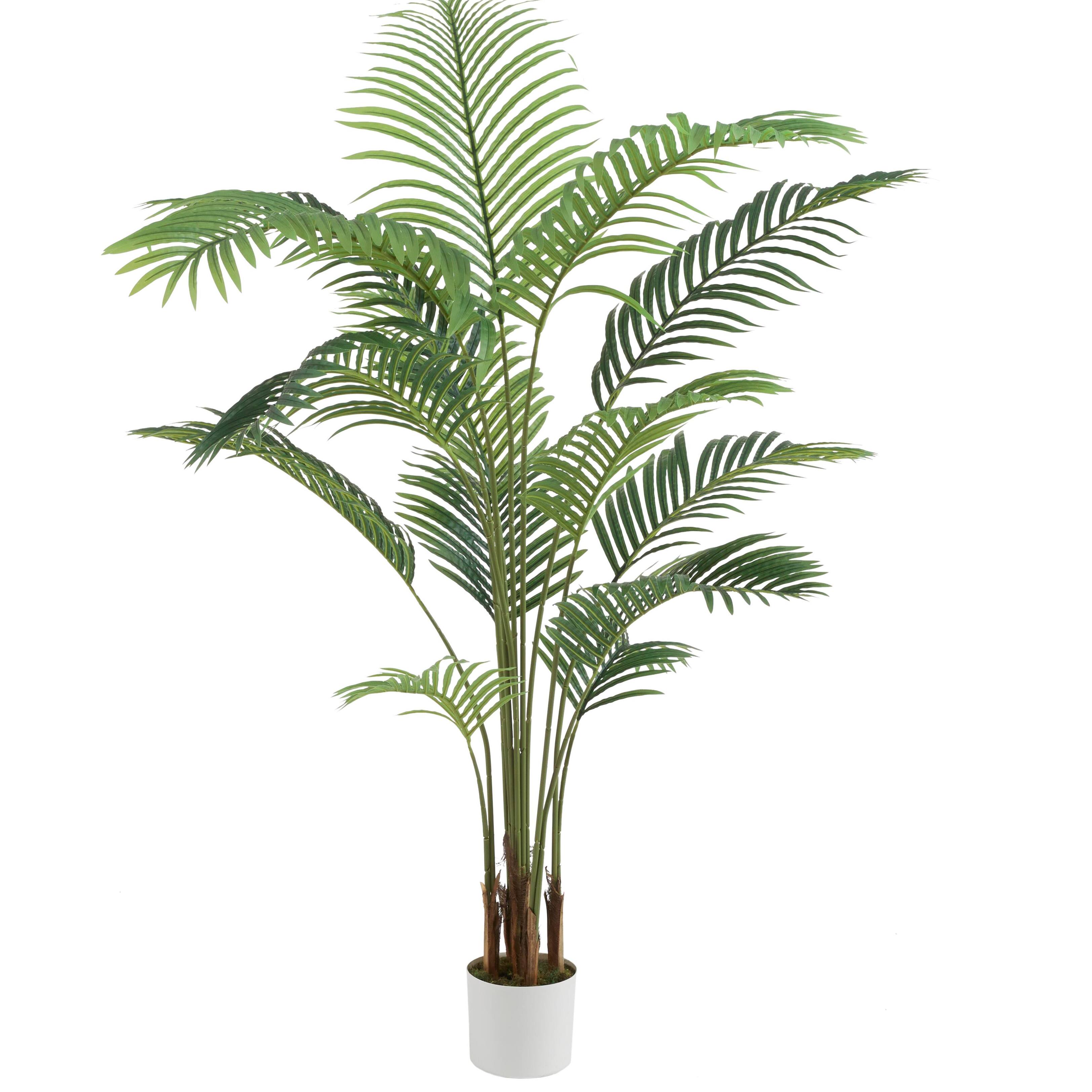 Image for Palm Plants