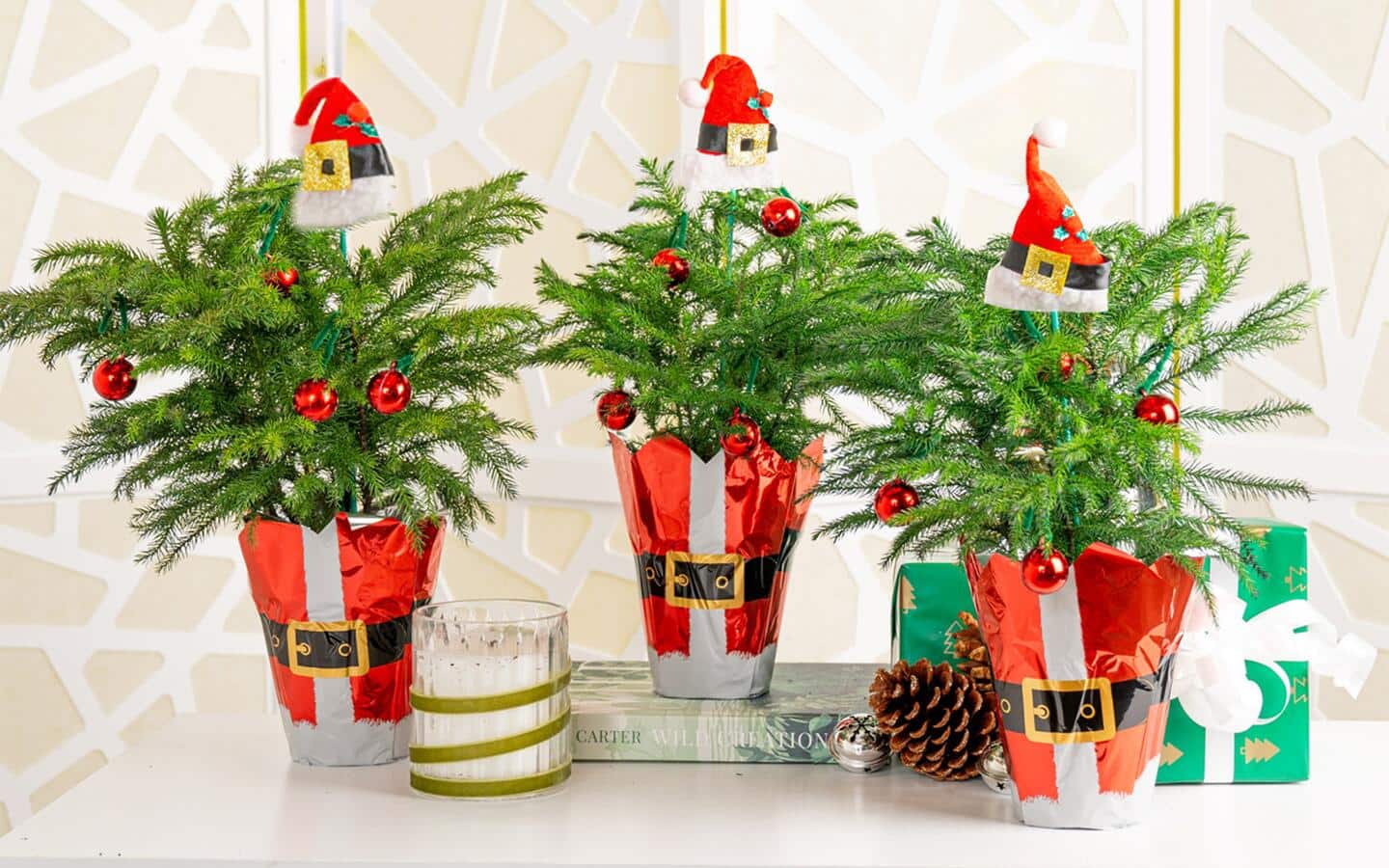Three Norfolk Island pine trees in pots decorated like Santa Three Norfolk Island pine trees in pots decorated like Santa
