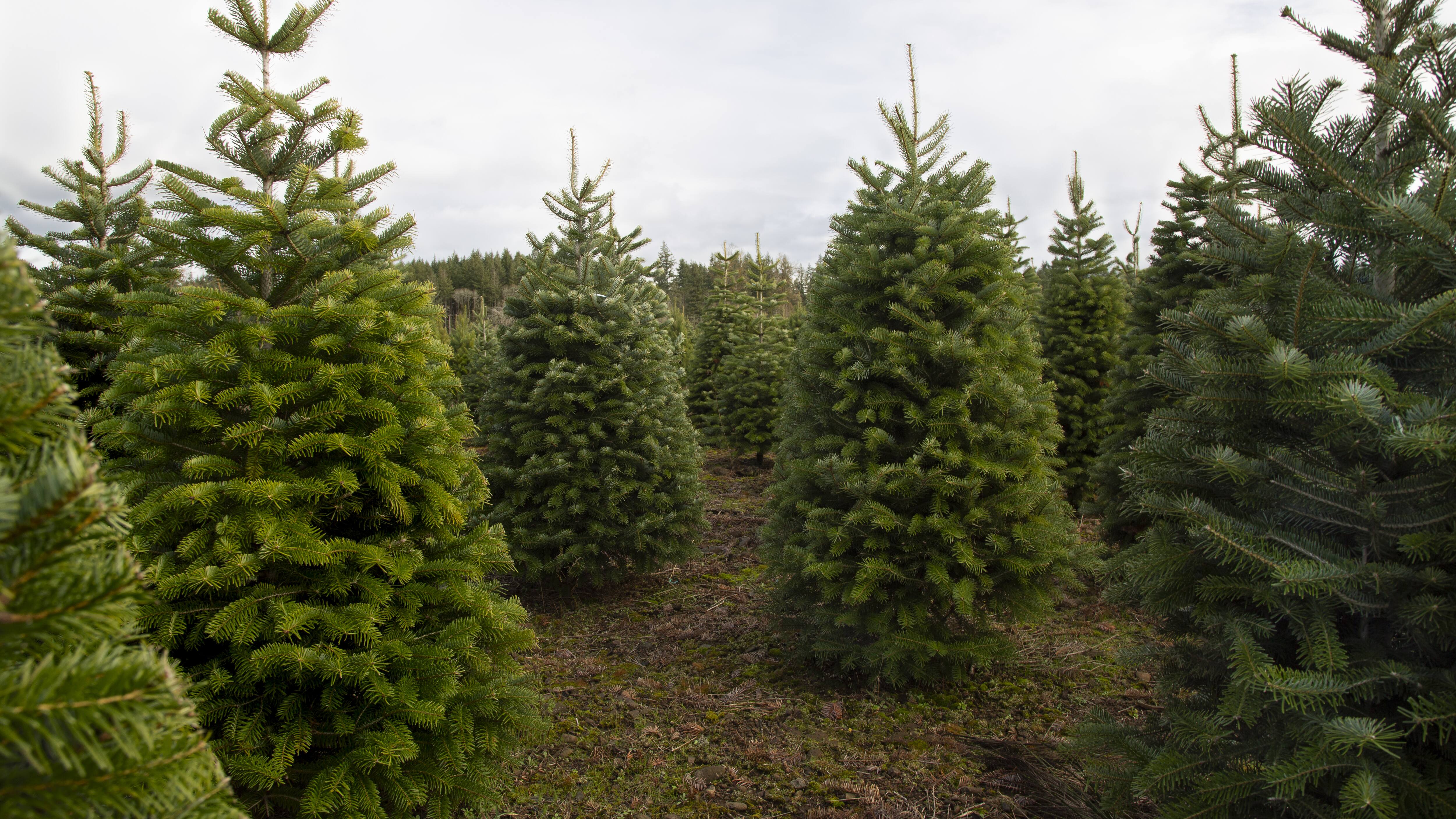 How to Keep Christmas Trees Alive