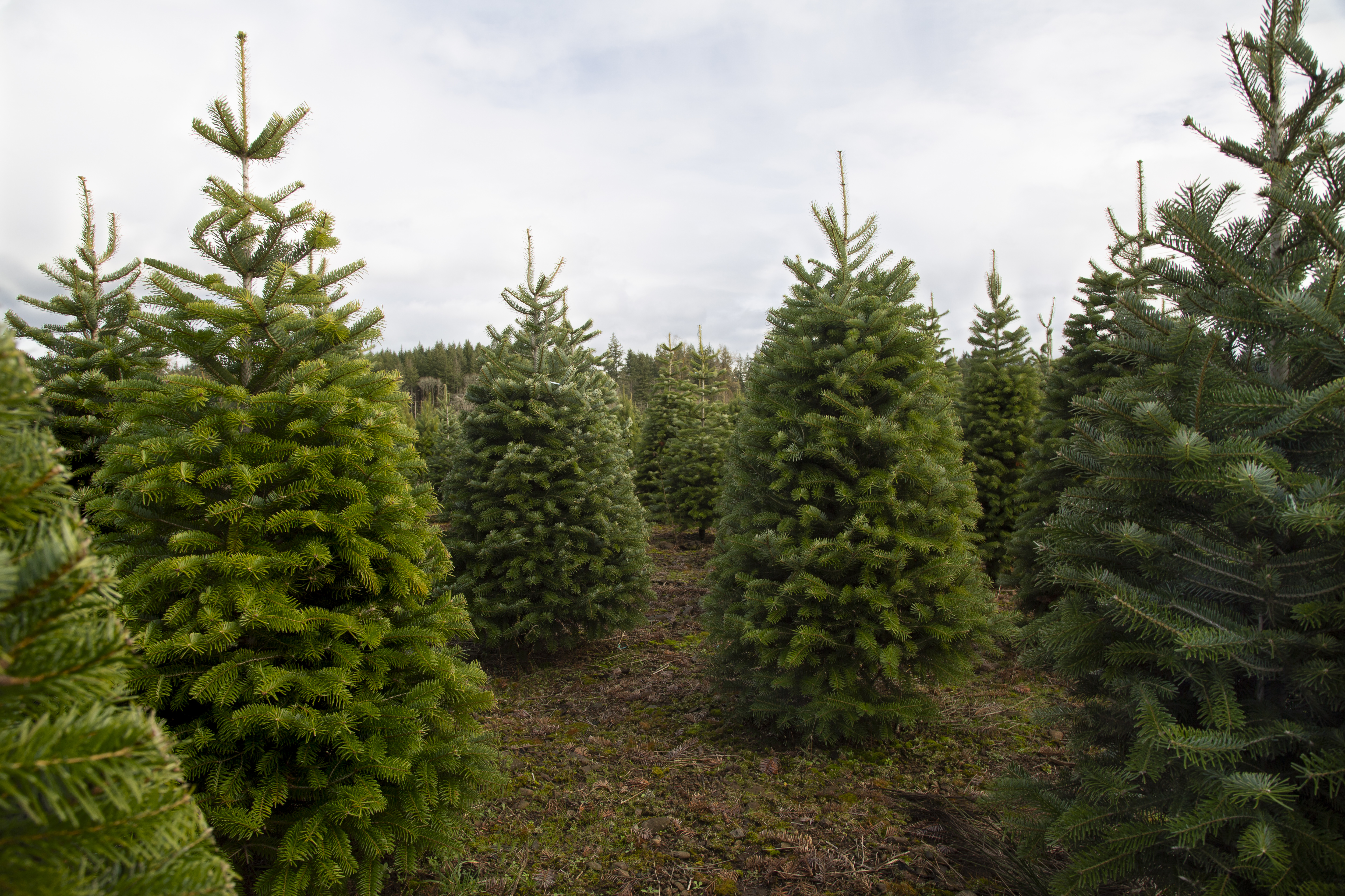 How to Keep Christmas Trees Alive