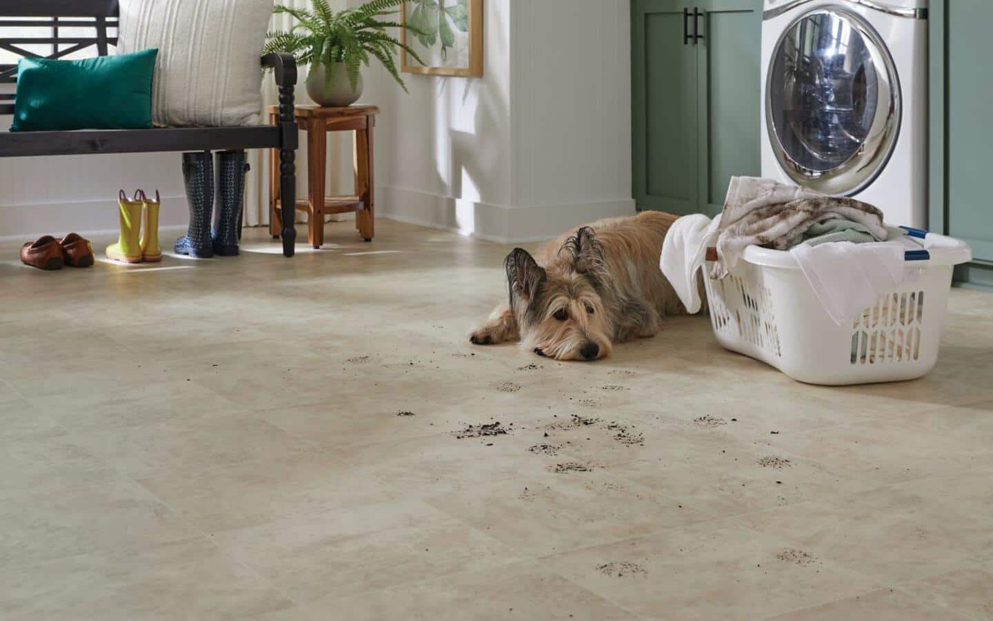  A dog looks sheepish after tracking mud all over the floor.