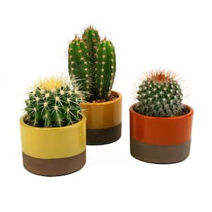 Image for Small Cactus Plants