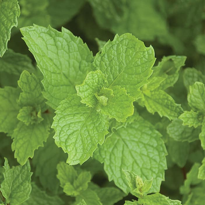 Herb Plants