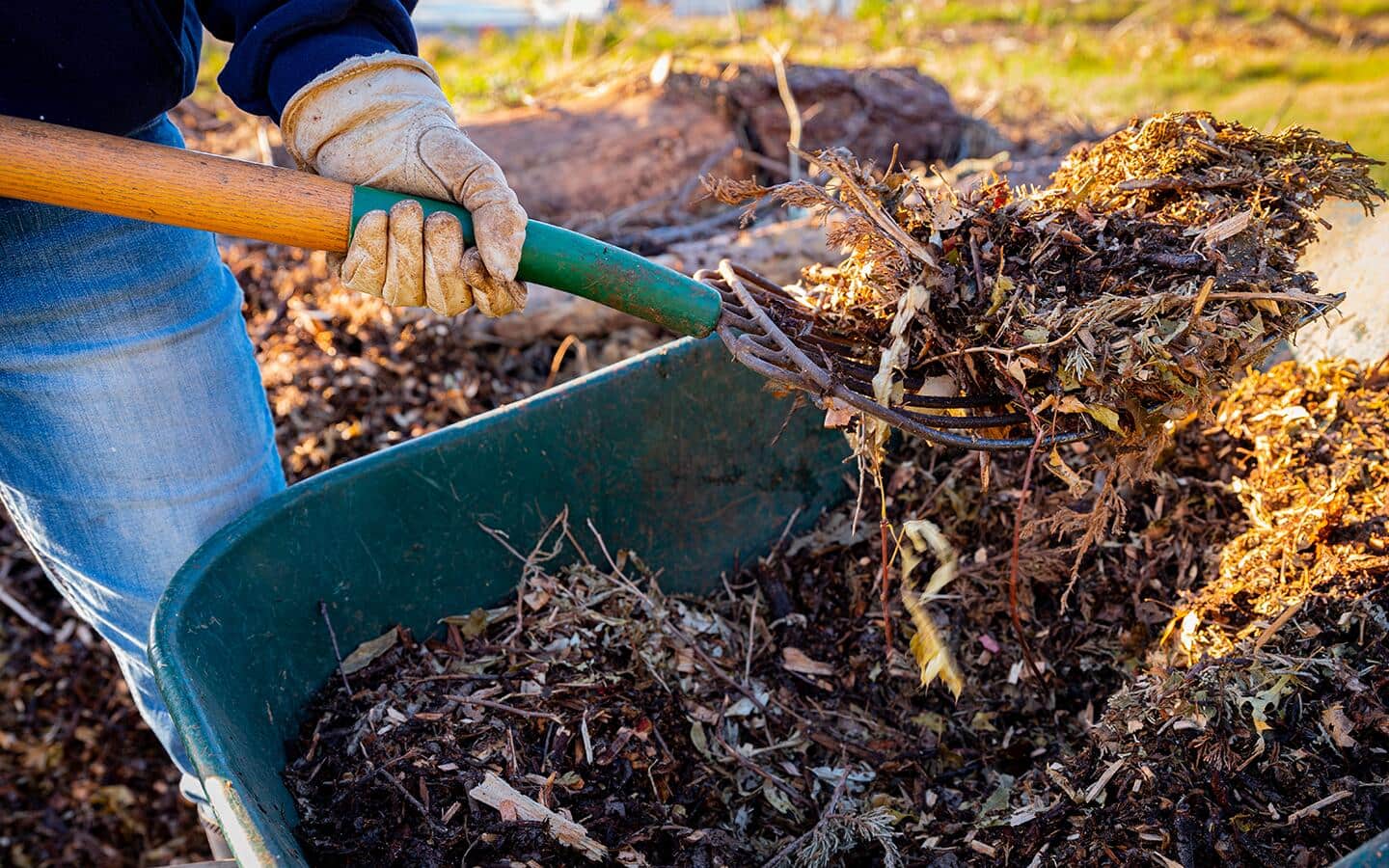 Person uses a pitchfork to move shredded leaf mulch from a wheelbarrow to a garden