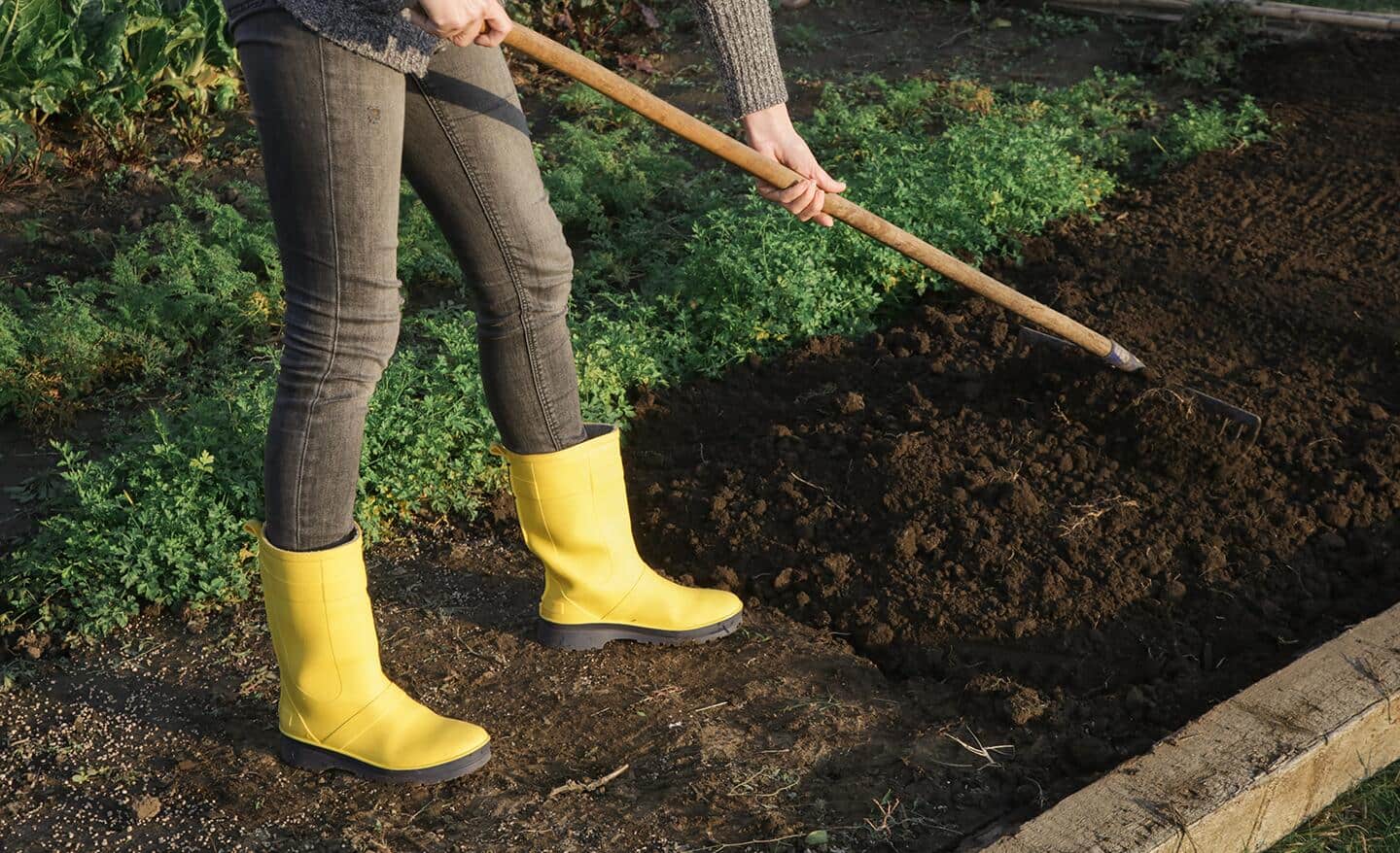 A person in yellow garden boots leveling soil in a garden plot.