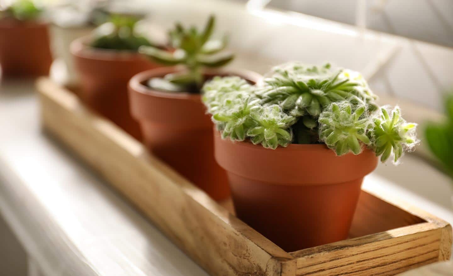 A collection of succulents in terra cotta pots in a wooden tray