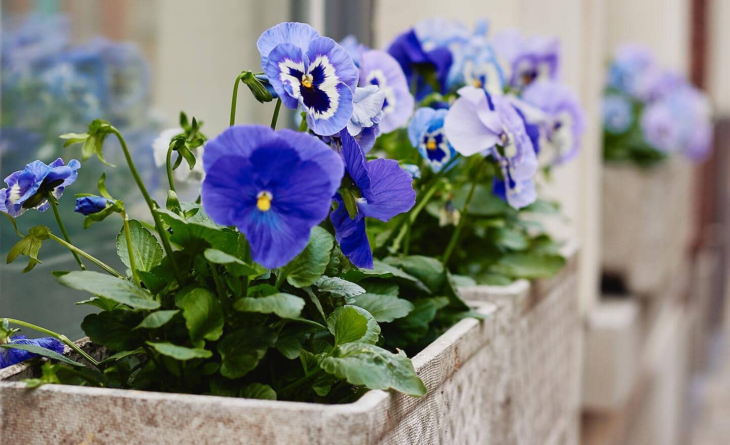 Blue and purple pansies in a container. Blue and purple pansies in a container.