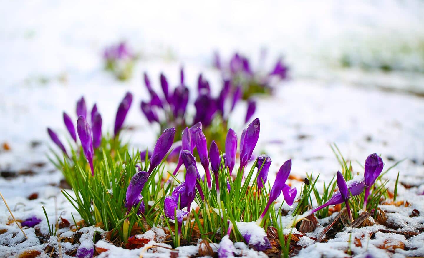 Purple crocus in snow-covered garden