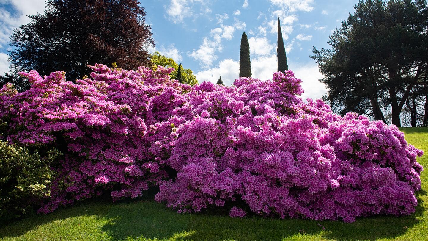 Pink azaleas in a garden Pink azaleas in a garden