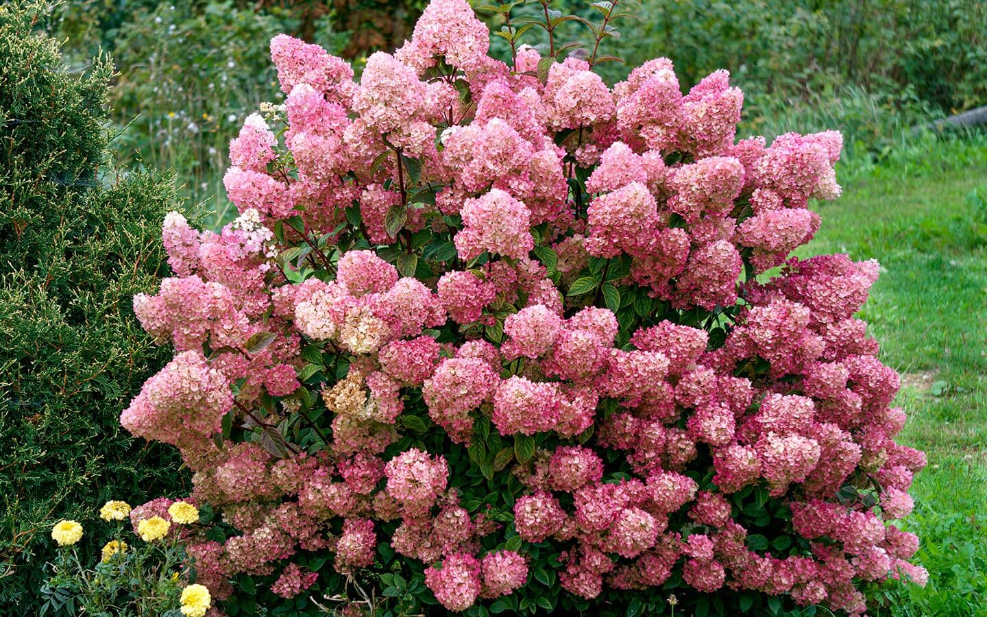 Pink panicle hydrangea in a garden