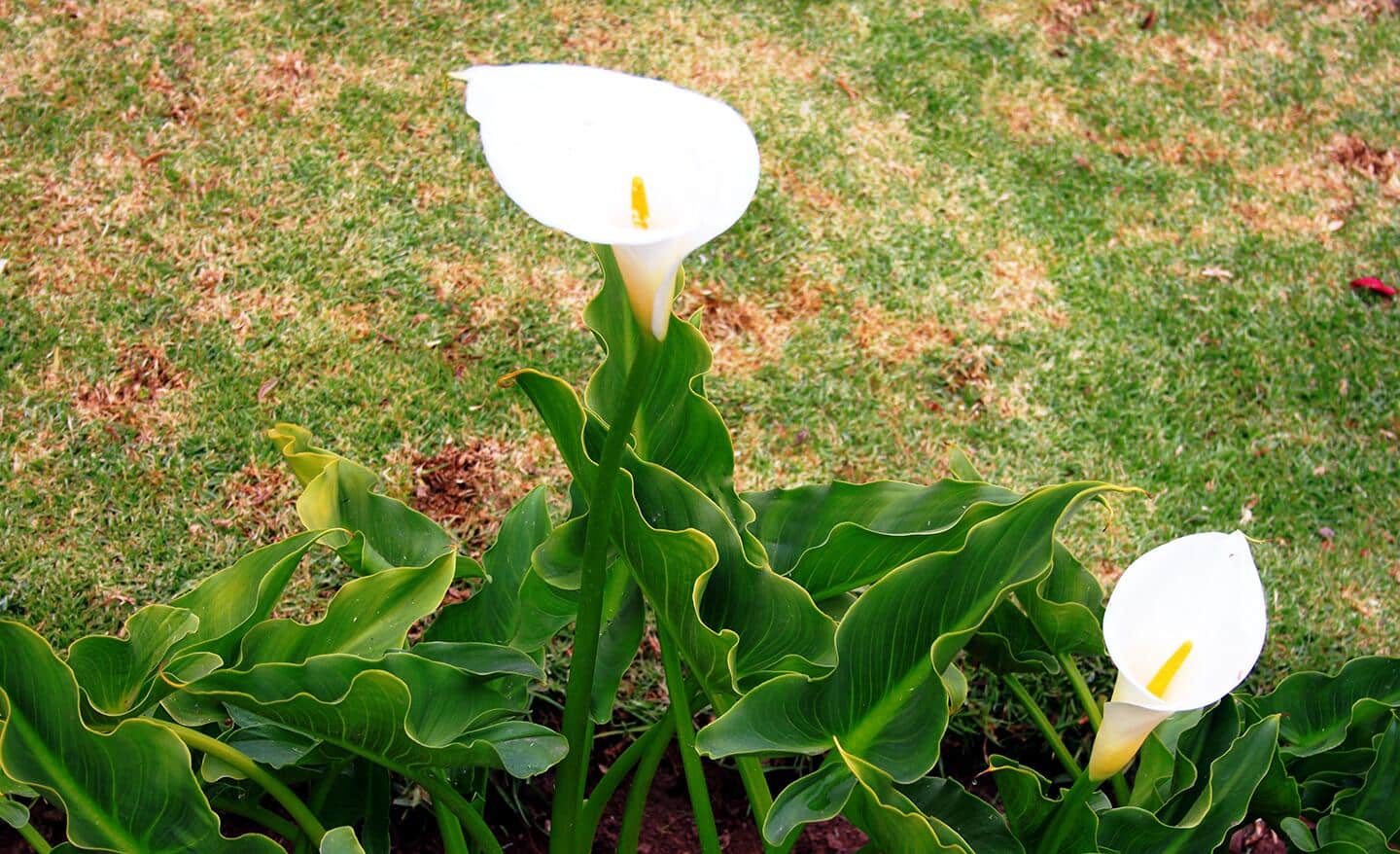 Calla lily blooms in a garden Calla lily blooms in a garden