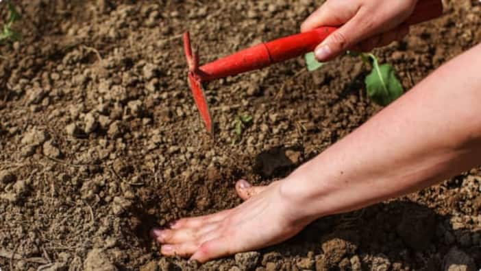 How to Plant Roses