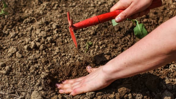 How to Plant Roses
