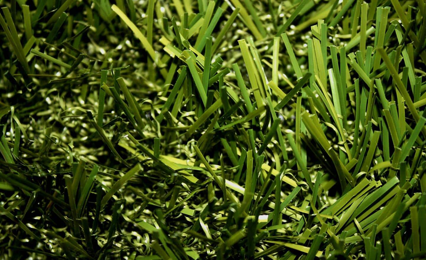 St. Augustine grass lawn