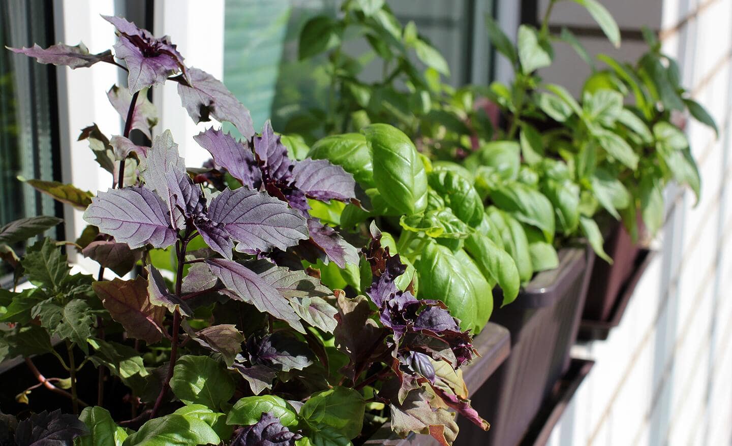 Varieties of basil in a window box Varieties of basil in a window box