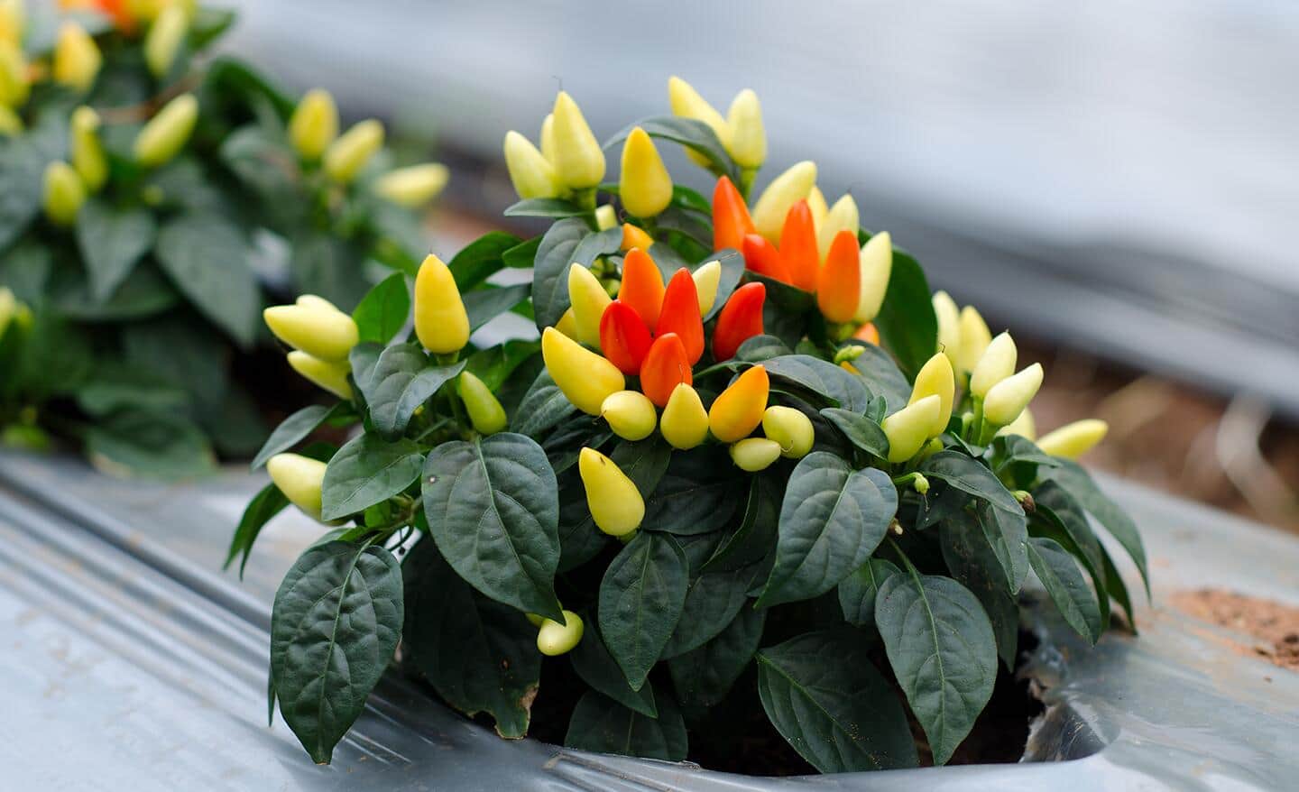 Ornamental peppers in a nursery pot ready to be planted in a fall window box display Ornamental peppers in a nursery pot ready to be planted in a fall window box display