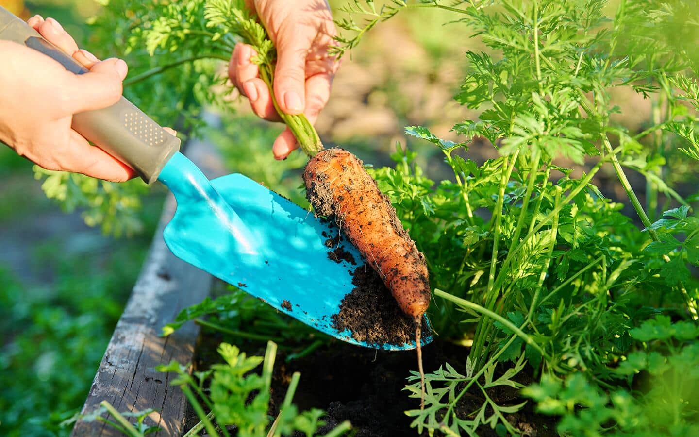 Gardener using a trowel to pull carrot from garden soil Gardener using a trowel to pull carrot from garden soil